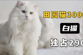 田园猫3000美，白猫独占2900，它的美不单单是好看
