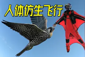 隼为什么能在空中静止不动？用仿生学原理训练翼装飞行视频封面