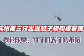 杭州第三只出逃豹子脚印被发现 搜救队员：饿了几天了跑不远视频封面