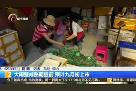 大闸蟹成熟期提前 预计九月初上市视频封面