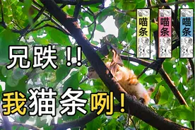 【猫咪救援】在树上躲3天，必须吃3根猫条才肯下树！视频封面