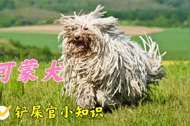 你知道拖把精可蒙犬身上的拖把布有多重要吗？视频封面