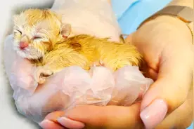 猫妈只生了一只独苗宝宝，宝贝得不行，一刻也不敢离开视频封面