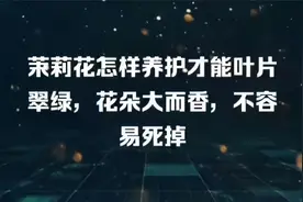 茉莉花怎样养护才能叶片翠绿，花朵大而香，不容易死掉视频封面