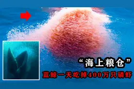 南极磷虾：10亿吨的“海上粮仓”，蓝鲸一天就能吃掉400万只！视频封面
