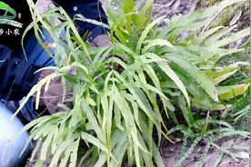 农村遍地都是宝，这种常见蕨类植物城里叫凤尾蕨，做盆栽价值不菲视频封面
