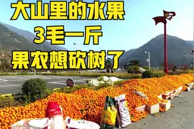 自驾318，发现四川大山里万亩水果，才3毛1斤，果农想把果树砍了视频封面