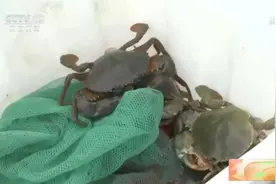 来浙江台州，与鲜味“蟹”逅视频封面