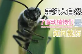 春天来了，又到动物们繁衍的季节了，带你了解动物繁衍整个过程。视频封面