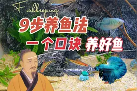 一个口诀，分9步教你从零开始养鱼，再也不死鱼，新手养好鱼视频封面