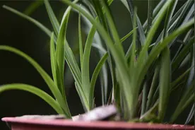 比复合肥磷酸二氢钾效果更好的肥，兰芽长得更快，只适合春夏使用视频封面