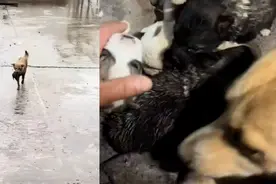 流浪狗冒雨叼狗宝宝托付给好心男子，男子：经常投喂，去年也叼过视频封面