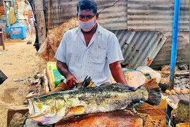 印度人代杀一条色彩艳丽大翘嘴，堪比金龙，看着就心疼