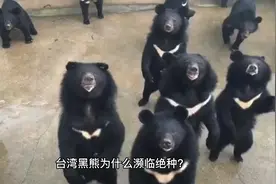 台湾黑熊为什么濒临绝种？视频封面
