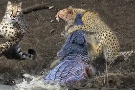 鳄鱼水中捕猎只需几十秒,一击即可毙命!视频封面