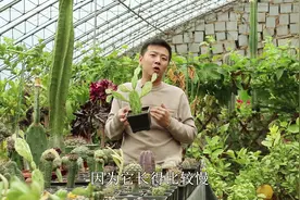 仙人掌中的”艺术品“，叶片白绿相间特别美，观赏价值极高视频封面