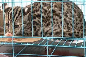 居民家中闯进凶猛“野猫” 一查竟是国家二级保护动物！视频封面
