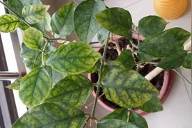 茉莉花叶片发黄，原因出在这里，这种方法防治最好视频封面