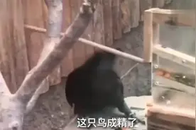 搞笑视频：呃，那个那叫什么来着，相关部门你们还管不管了这只鸟