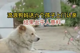 狗妈突然带6只小奶狗来认亲，差点吃穷主人，结果让人哭笑不得！视频封面
