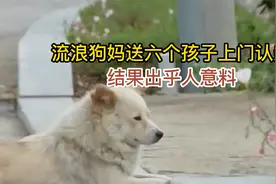狗妈突然带6只小奶狗来认亲，差点吃穷主人，结果让人哭笑不得！视频封面