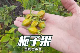 荒山采摘“栀子果”，农村生活中泡茶泡酒，也能当药材售卖视频封面