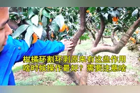 柑橘环割环剥原来有这些作用，啥时候操作最好？需要注意啥视频封面