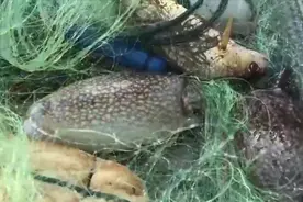 赶海碰上墨鱼群，福贵被墨汁溅了一身，渔网越拉越高兴也值了