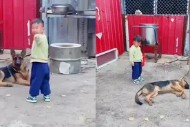 萌娃做错事被妈妈教育，哭着找家里狗狗告状，狗狗的反应惹爆笑！视频封面