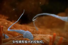 科普：高科技成像技术还原人类子宫受孕全过程（中）视频封面