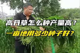 高丹草收割一茬又一茬，怎么种产量高？一亩地用多少种子？视频封面
