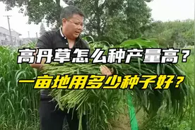 高丹草收割一茬又一茬，怎么种产量高？一亩地用多少种子？视频封面