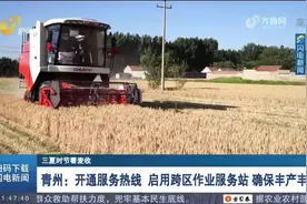 又到一年麦收时！潍坊500多万亩小麦迎收获季，农机具收割作业忙视频封面
