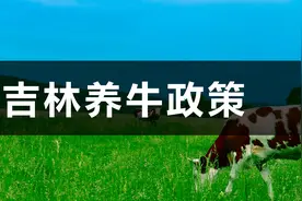 吉林肉牛养殖政策视频封面