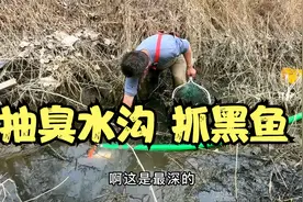 今天把高速桥下的臭河沟抽干了，抓到一条大黑鱼，厉害视频封面