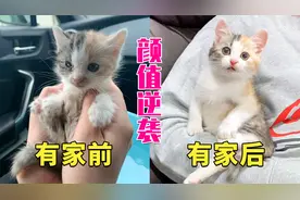 流浪小猫赖上好心小哥，为求收留紧追不放，带回家后颜值逆袭视频封面