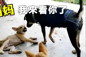 满月的小狗送邻居养了，2个月后再次见到妈妈激动不已，不舍离开视频封面