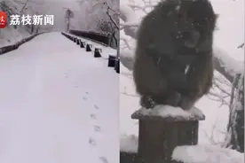 萌！花果山迎来2022年第一场雪 猴子雪中嬉戏视频封面
