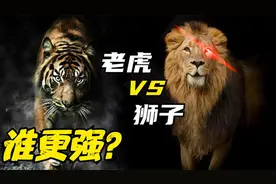 非洲狮大战东北虎，究竟谁会赢？为何很人多认为老虎打不过狮子？视频封面