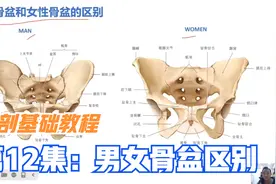 13分钟，详解男性女性骨盆区别，视频最后，分析女人易假胯宽原因视频封面