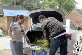 媳妇带老公走亲戚，拉了一车花生送礼，亲戚高兴的要拉俩人去饭店视频封面