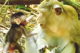 丹妮拉第一次躺在妈妈的怀里喝奶，这认真的小样子实在是太可爱了视频封面