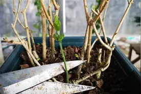 从茉莉花基部长出来的芽，要不要剪掉？看完明白了视频封面