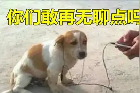 我和粉丝互发了三天狗头