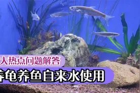养乌龟养鱼，自来水使用的5大热点问题解答，你的疑问视频有答案视频封面