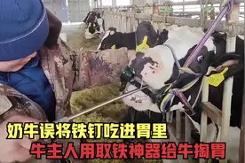 奶牛误将铁钉吃进胃中，牛主人用取铁神器给牛掏胃，场面十分壮观