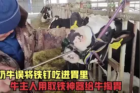 奶牛误将铁钉吃进胃中，牛主人用取铁神器给牛掏胃，场面十分壮观视频封面