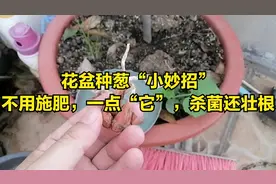 大开眼界！种“葱”不用买肥料，只需撒了它，小葱就能苗壮长得快视频封面