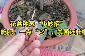 大开眼界！种“葱”不用买肥料，只需撒了它，小葱就能苗壮长得快视频封面