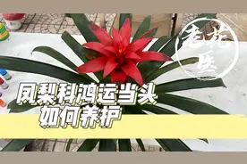 凤梨科植物鸿运当头怎么养护？把握好这几点，花旺人更旺！视频封面